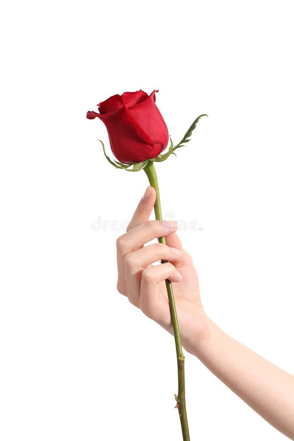 Beautiful woman hand holding a red rose and showing her manicure on a white isolated background. Beautiful woman hand holding a red rose and showing her manicure on a white isolated background