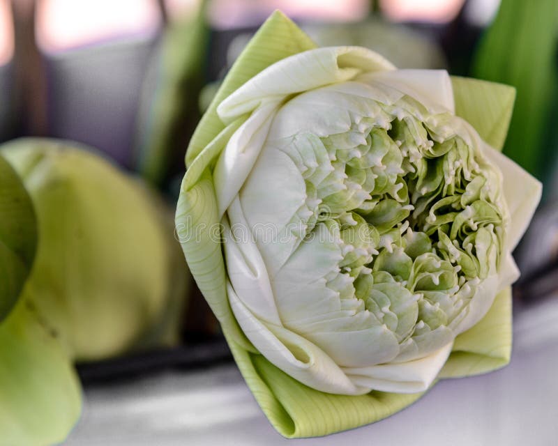 Den härliga lotusblommablomman är symbolet royaltyfri foto Den härliga lotusblommablomman är symbolet royaltyfri foto