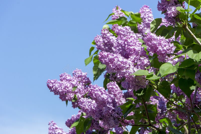 Den härliga purpurfärgade lilan blommar utomhus royaltyfri bild Den härliga purpurfärgade lilan blommar utomhus royaltyfri bild