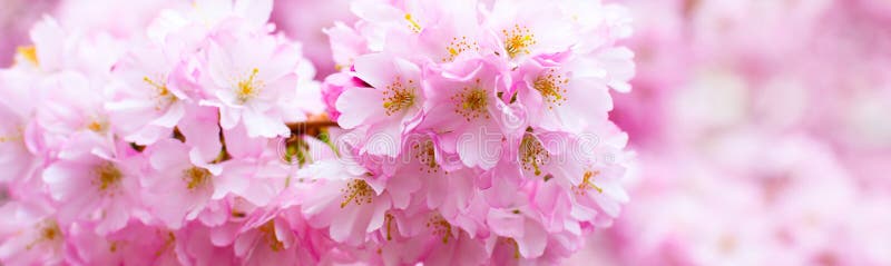 Den härliga rosa filialen för den körsbärsröda blomningen, Sakura blommar på vit royaltyfri foto Den härliga rosa filialen för den körsbärsröda blomningen, Sakura blommar på vit royaltyfri foto