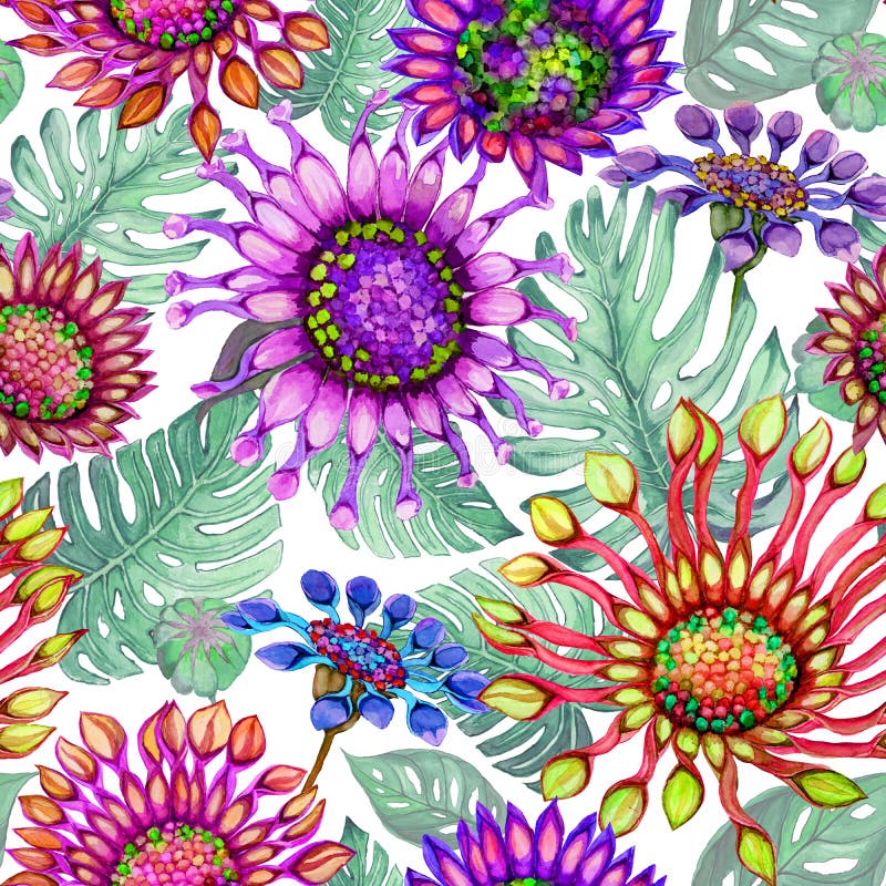 Den härliga stora livliga afrikanska tusenskönan blommar med gröna monsterasidor på vit bakgrund Sömlös ljus blom- modell stock illustrationer