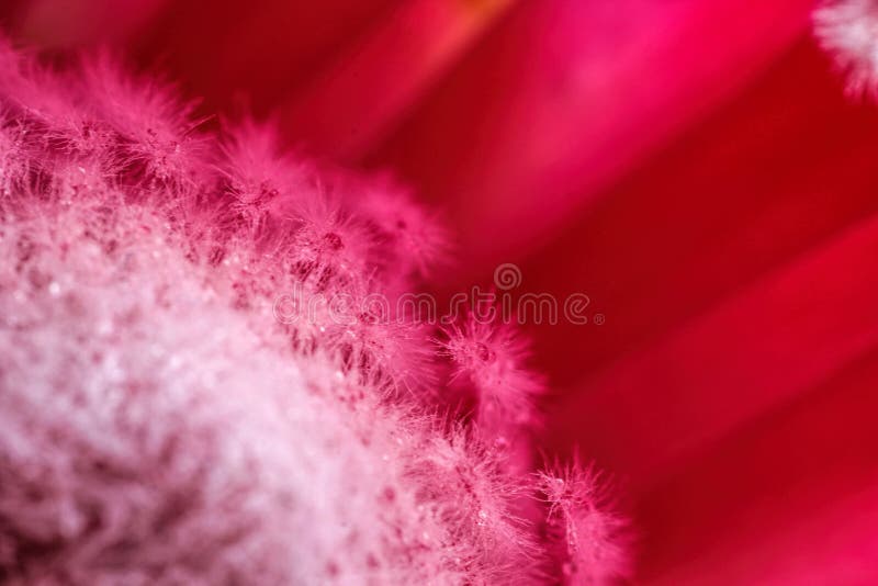 Den inre sikten av en härlig färgrik varm rosa färg blommar proteagudinnan med en bakgrund arkivbild Den inre sikten av en härlig färgrik varm rosa färg blommar proteagudinnan med en bakgrund arkivbild