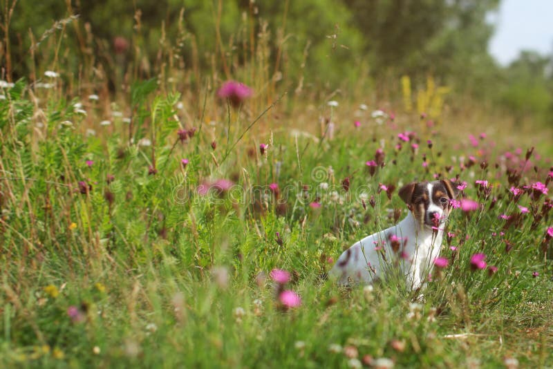 Den Jack Russell terriervalpen på äng, den rosa nejlikan blommar aro royaltyfria bilder Den Jack Russell terriervalpen på äng, den rosa nejlikan blommar aro royaltyfria bilder