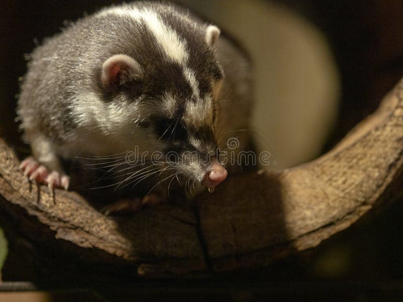 Den Javan vesslabäverskinnet, Melogaleorientalis, kikar ut ur att dölja arkivfoto