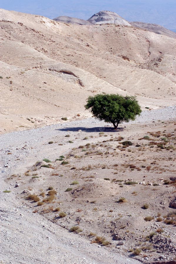 One tree on a stream bed in the Judean Desert. One tree on a stream bed in the Judean Desert.