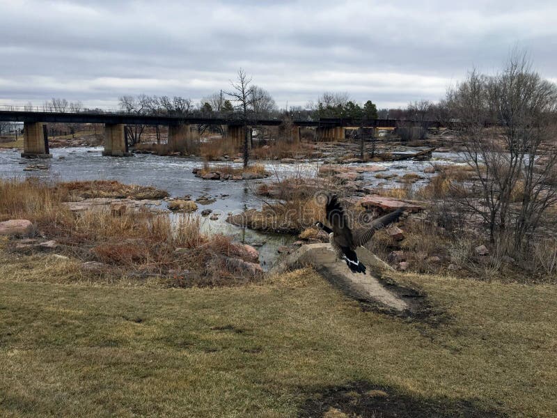 Den kanadensiska gässen framme av den stora Sioux River i Sioux Falls, South Dakota med sikter av djurliv, fördärvar, parkerar ba royaltyfri foto Den kanadensiska gässen framme av den stora Sioux River i Sioux Falls, South Dakota med sikter av djurliv, fördärvar, parkerar ba royaltyfri foto