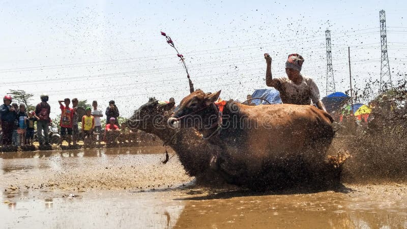 Den Karapan sapien ?r mest ber?md Indonesien traditionell kultur i den Probolinggo staden, East Java, Indonesien, September, 21. royaltyfria bilder Den Karapan sapien ?r mest ber?md Indonesien traditionell kultur i den Probolinggo staden, East Java, Indonesien, September, 21. royaltyfria bilder