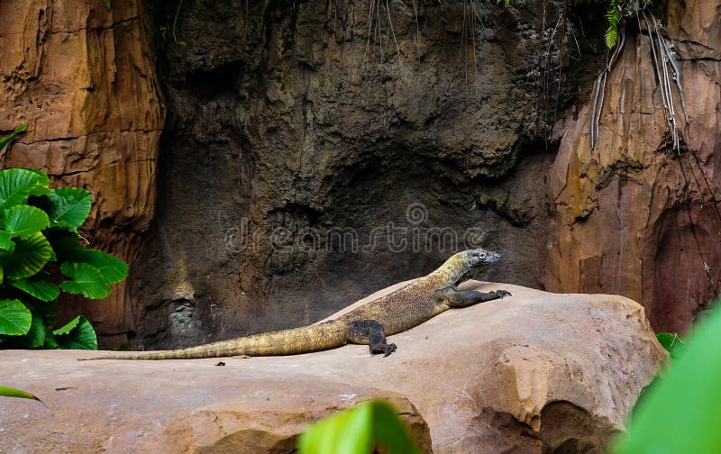 Den Komodo draken som sitter på, vaggar fotografering för bildbyråer Den Komodo draken som sitter på, vaggar fotografering för bildbyråer