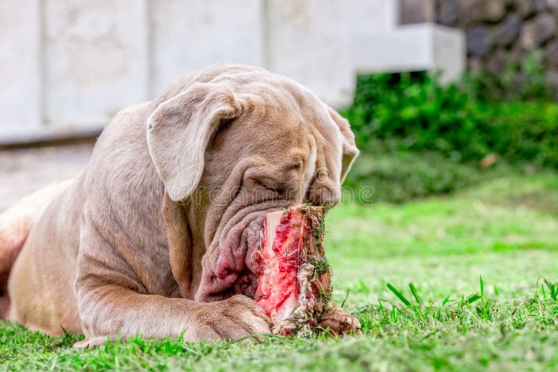 Female Neapolitan Mastiff Dog Lying On A Meadow And Eat A Raw Bone. Female Neapolitan Mastiff Dog Lying On A Meadow And Eat A Raw Bone