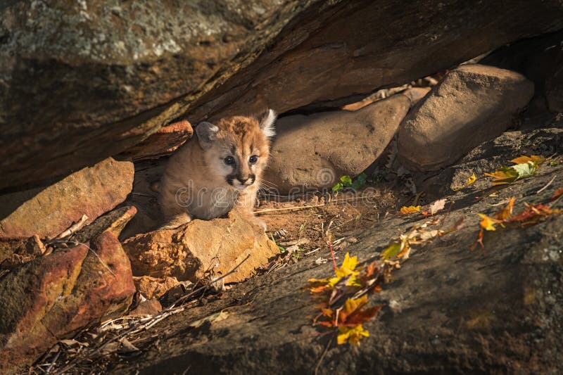 Den kvinnliga pumaKitten Puma concoloren kryper ut från vaggar Crevic arkivfoton Den kvinnliga pumaKitten Puma concoloren kryper ut från vaggar Crevic arkivfoton