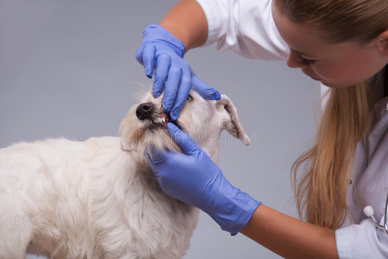Den kvinnliga veterinären undersöker tänder för den lilla hunden och arkivfoto Den kvinnliga veterinären undersöker tänder för den lilla hunden och arkivfoto