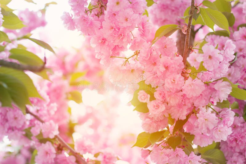 Den körsbärsröda rosa färgen blomstrar tätt upp; blommande rosa körsbärsrött träd med su royaltyfri bild Den körsbärsröda rosa färgen blomstrar tätt upp; blommande rosa körsbärsrött träd med su royaltyfri bild