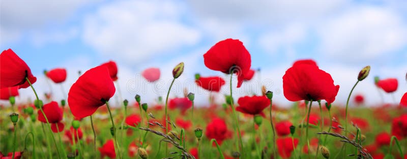 Den l?sa vallmo blommar p? bakgrund f?r bl? himmel royaltyfri bild Den l?sa vallmo blommar p? bakgrund f?r bl? himmel royaltyfri bild