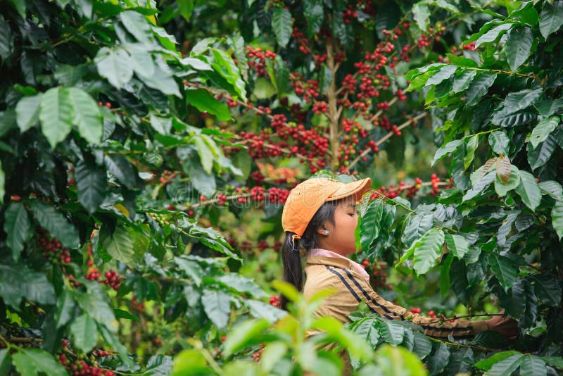 Den Laos flickan skördar kaffebär på den Bolaven platån royaltyfria foton Den Laos flickan skördar kaffebär på den Bolaven platån royaltyfria foton