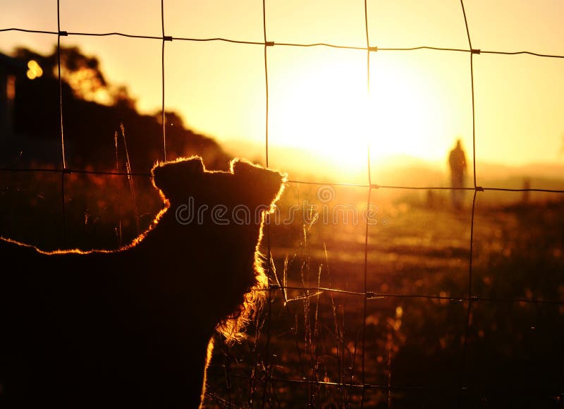 A soul stirring emotional portrait of a dog watching through a wire fence as his owner walks away into the sunset leaving him homeless with no prospect of a permanent and loving home. A soul stirring emotional portrait of a dog watching through a wire fence as his owner walks away into the sunset leaving him homeless with no prospect of a permanent and loving home.