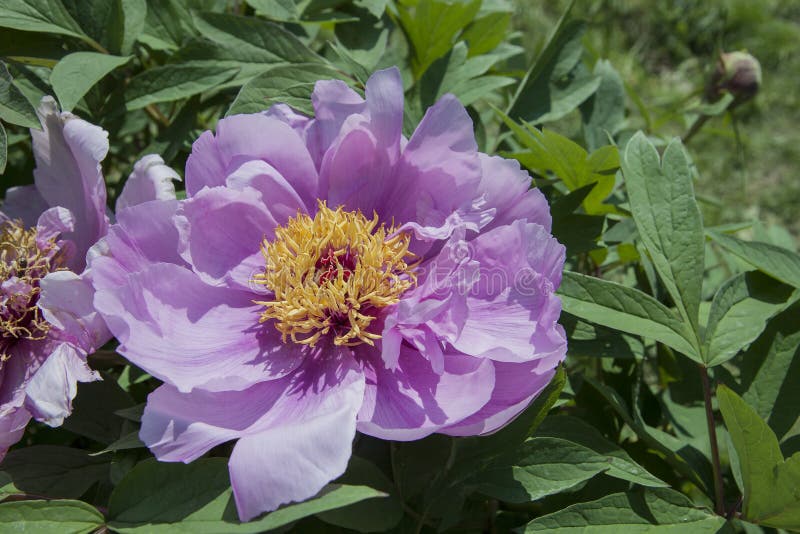 Den lila härliga pionblomman med lövverk i parkerar Närbilddetalj av violett-rosa färger blommor royaltyfri fotografi Den lila härliga pionblomman med lövverk i parkerar Närbilddetalj av violett-rosa färger blommor royaltyfri fotografi