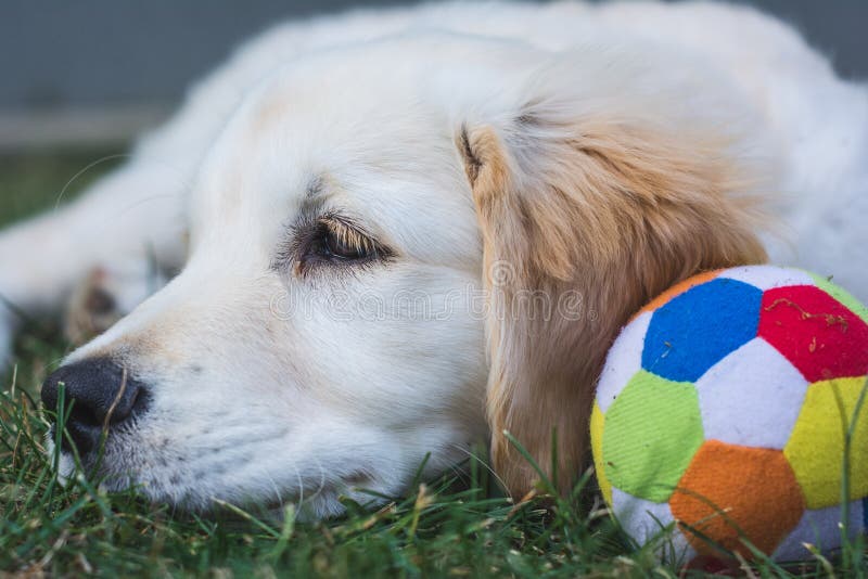 Den lilla golden retrievervalpen vilar nära en färgrik boll fotografering för bildbyråer Den lilla golden retrievervalpen vilar nära en färgrik boll fotografering för bildbyråer