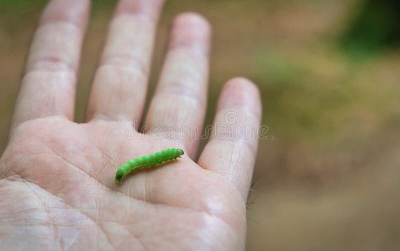 Den lilla larven på en mans handwitrh blir grund djup royaltyfri fotografi Den lilla larven på en mans handwitrh blir grund djup royaltyfri fotografi