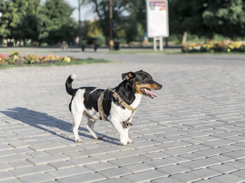 Den lilla lyckliga rashunden Jack Russell Terrier som går till och med sommarstaden, parkerar arkivfoto Den lilla lyckliga rashunden Jack Russell Terrier som går till och med sommarstaden, parkerar arkivfoto