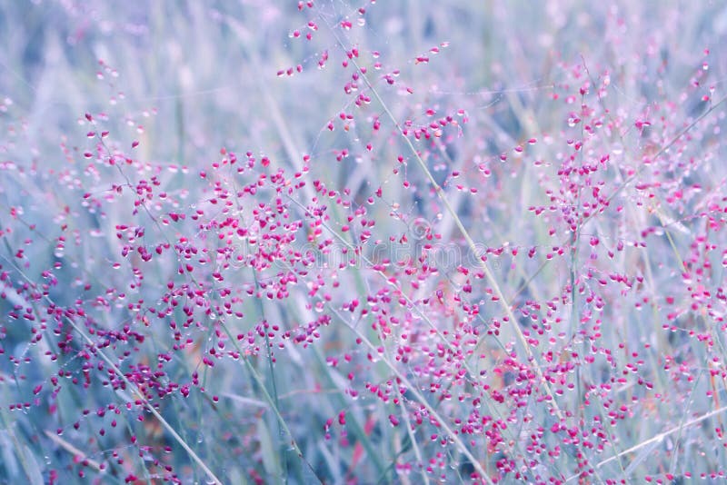 Den lilla rosa färggräsblomman i soluppgång med daggdroppar fjädrar, su arkivfoton Den lilla rosa färggräsblomman i soluppgång med daggdroppar fjädrar, su arkivfoton