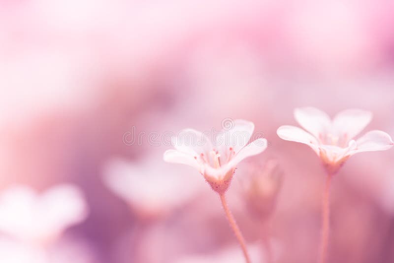 Den lilla vita stenbräckan blommar på en rosa bakgrund arkivbild Den lilla vita stenbräckan blommar på en rosa bakgrund arkivbild