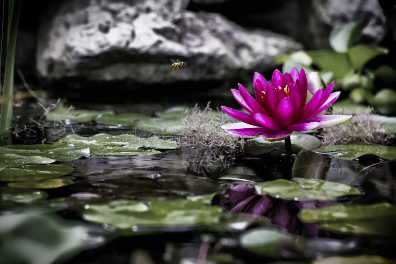 Den lilla världen av ett damm och en rosa näckros royaltyfri foto Den lilla världen av ett damm och en rosa näckros royaltyfri foto