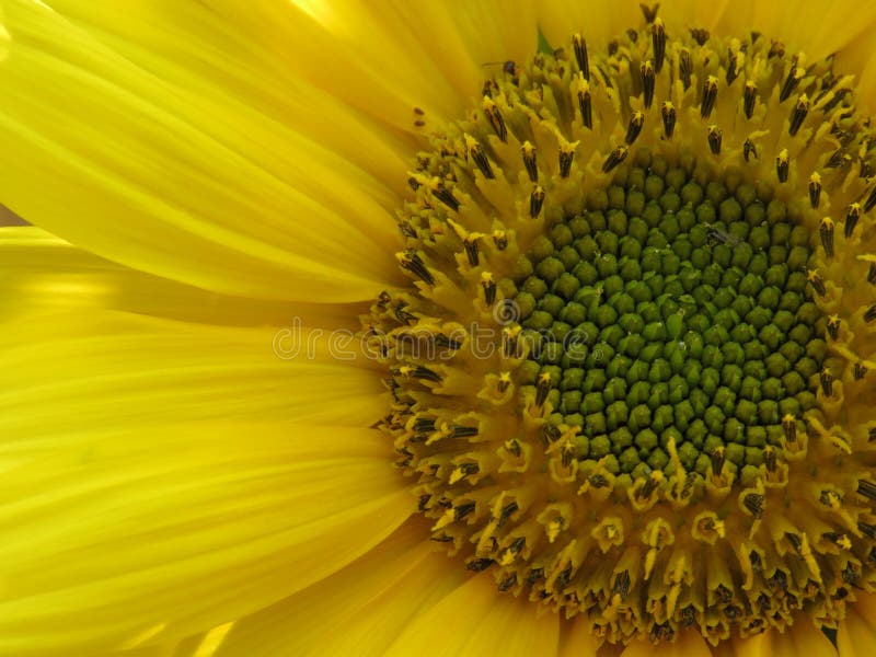 Den ljus solrosen som ?r guld- och, g?r n?gon dag! fotografering för bildbyråer Den ljus solrosen som ?r guld- och, g?r n?gon dag! fotografering för bildbyråer