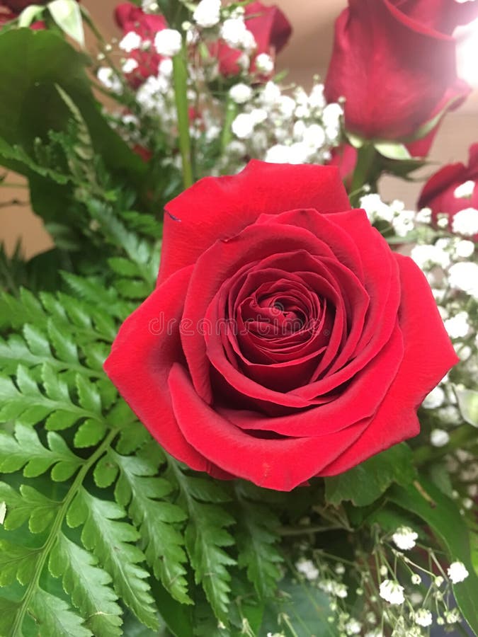Den ljusa buketten av våren blommar presentera en röd ros royaltyfri foto Den ljusa buketten av våren blommar presentera en röd ros royaltyfri foto