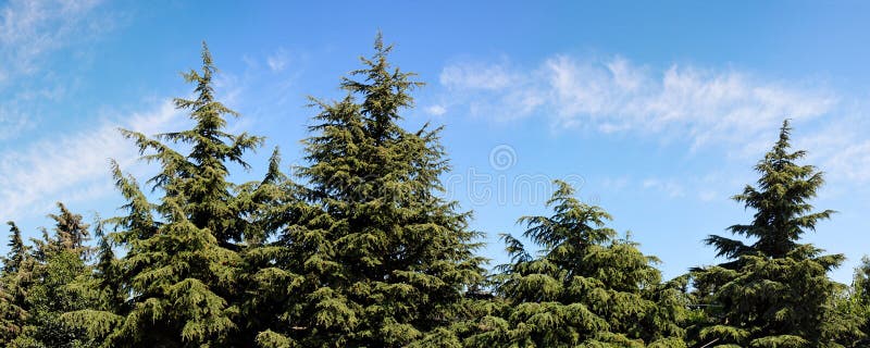 Treetops of fir-trees on cloudy sky background on bright summer day. Treetops of fir-trees on cloudy sky background on bright summer day