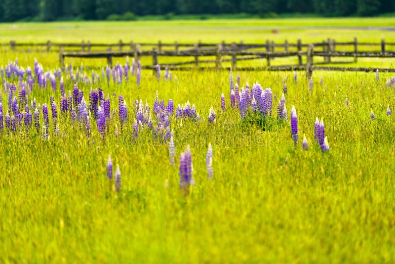 Den ljusa lilan blommar bland frodigt sommargräs i äng royaltyfri bild Den ljusa lilan blommar bland frodigt sommargräs i äng royaltyfri bild