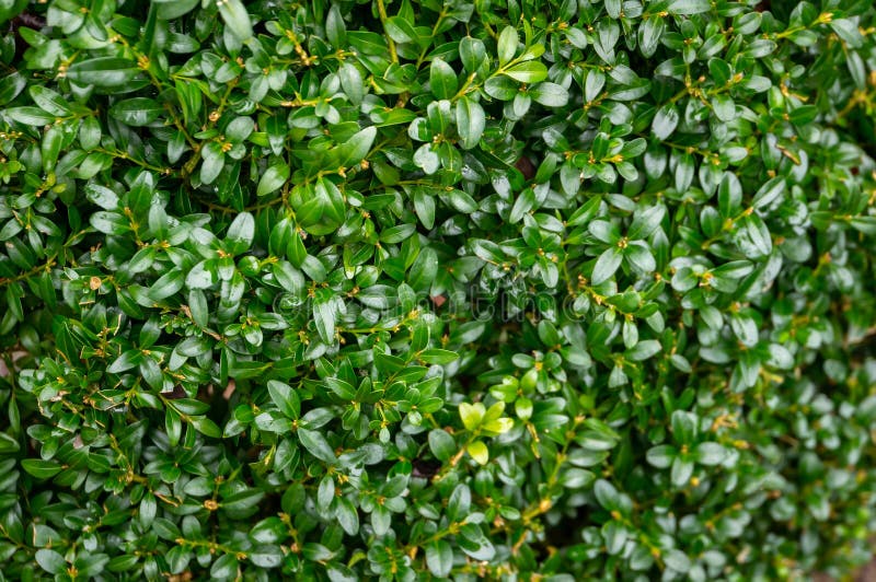Den ljusa skinande våta gröna lövverket av buxbomBuxussempervirens som den perfekta bakgrunden för något naturligt tema arkivbild