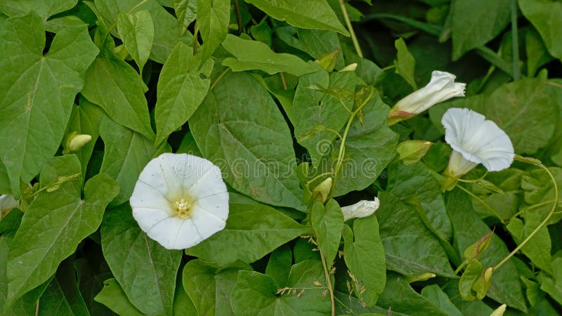 Den ljusa vita häckvindan blommar på gröna blad royaltyfri bild Den ljusa vita häckvindan blommar på gröna blad royaltyfri bild