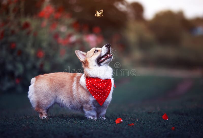 Den lustiga hundens röda Corgi-roliga som går på en grön blomstrande ängs och fångar en vacker fjärilmaskin Machaon, höjer huvude royaltyfria foton