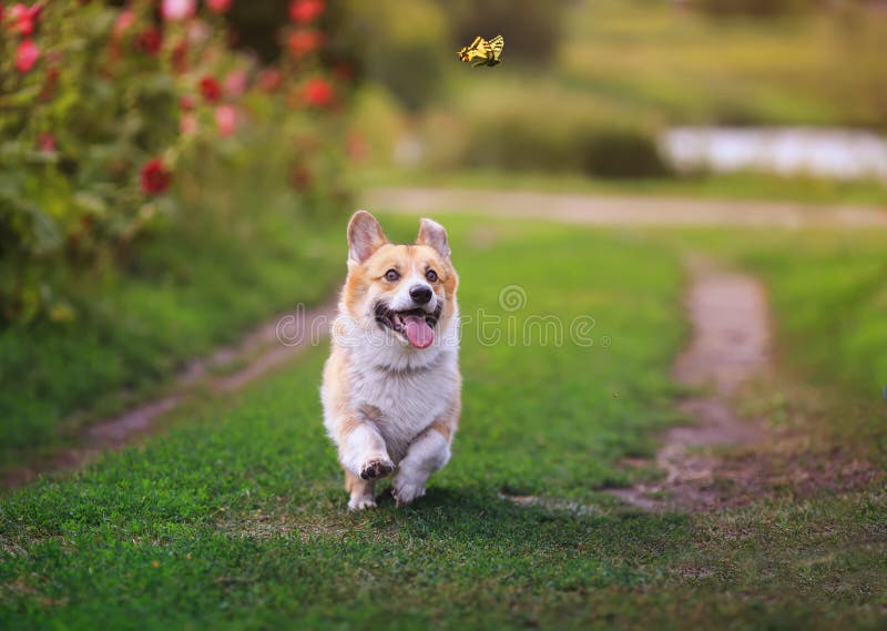 Den lustiga hundens röda Corgi-roliga som går på en grön blomstrande ängs och fångar en vacker fjärilmaskin Machaon, höjer huvude fotografering för bildbyråer
