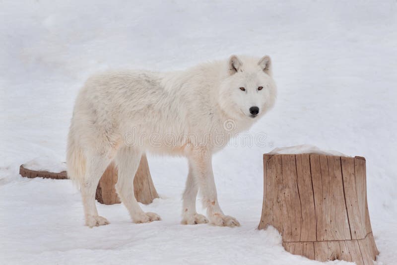 Den lösa alaskabo tundravargen ser kameran Arctos för Canislupus Polar varg eller vit varg arkivfoton Den lösa alaskabo tundravargen ser kameran Arctos för Canislupus Polar varg eller vit varg arkivfoton