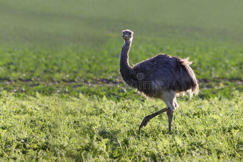 Wild american greater rhea or nandu Rhea americana is walking on a field in Mecklenburg-Western Pomerania, Germany. In the year 2000 a small group of these ratites escaped from an enclosure and has now grown into a stable population, copy space. Wild american greater rhea or nandu Rhea americana is walking on a field in Mecklenburg-Western Pomerania, Germany. In the year 2000 a small group of these ratites escaped from an enclosure and has now grown into a stable population, copy space