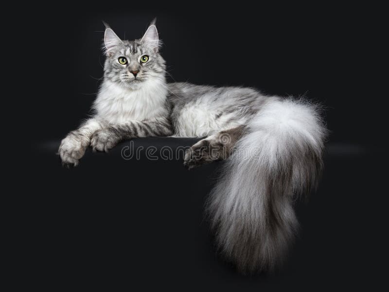 Den majestätiska Maine Coon för vuxna människan för silverstrimmig kattyoun som katten lägger sidovägar med, tafsar och den jätte fotografering för bildbyråer Den majestätiska Maine Coon för vuxna människan för silverstrimmig kattyoun som katten lägger sidovägar med, tafsar och den jätte fotografering för bildbyråer