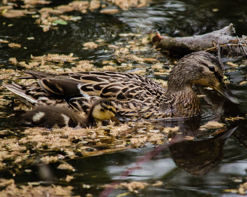 Den Malard hönan och en av hennes ankungar simmar sidan - vid - sidan, som hon håller ett försiktigt öga på hennes ungt fotografering för bildbyråer Den Malard hönan och en av hennes ankungar simmar sidan - vid - sidan, som hon håller ett försiktigt öga på hennes ungt fotografering för bildbyråer