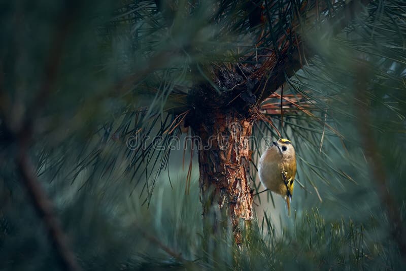 Den minsta europeiska goldcrest regulus regulus som lever i djupa skogar. Den minsta sångfågeln i Europa arkivfoto