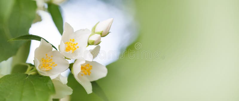 Den mjuka jasmin blommar på mjuk suddig bakgrund Blomstra vita kronblad växt, trädgårds- plats för sommartid Moget frö av granatä fotografering för bildbyråer Den mjuka jasmin blommar på mjuk suddig bakgrund Blomstra vita kronblad växt, trädgårds- plats för sommartid Moget frö av granatä fotografering för bildbyråer