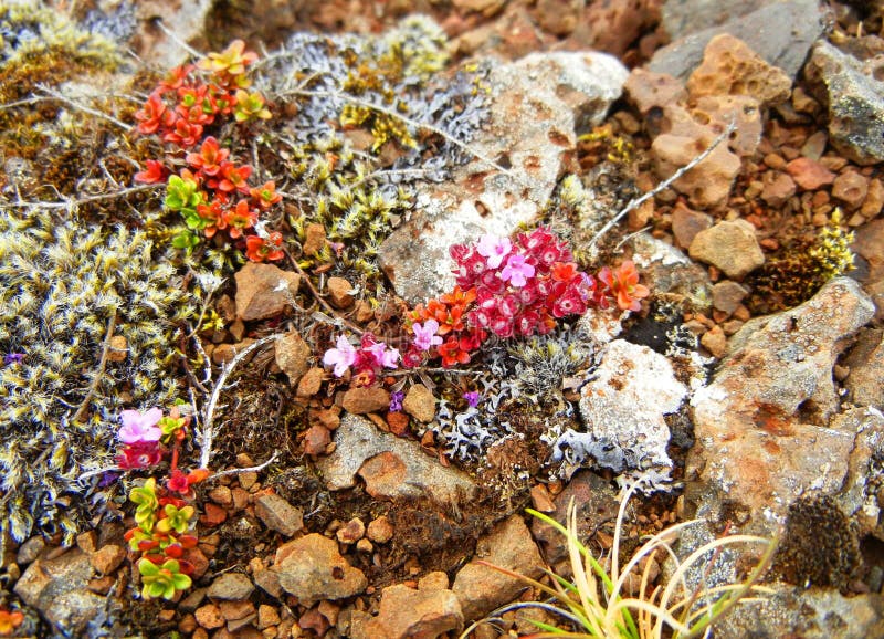 Den mycket lilla rosa färg-blommade växten som växer på, vaggar royaltyfri foto Den mycket lilla rosa färg-blommade växten som växer på, vaggar royaltyfri foto