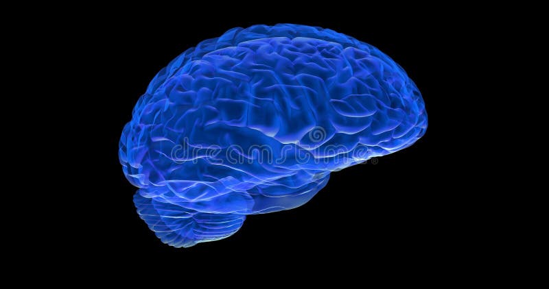 Den mänskliga hjärnan 3D framför