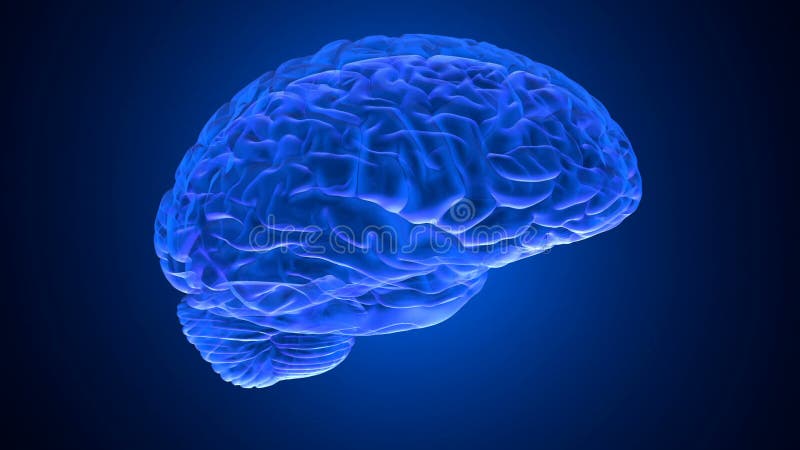 Den mänskliga hjärnan 3D framför