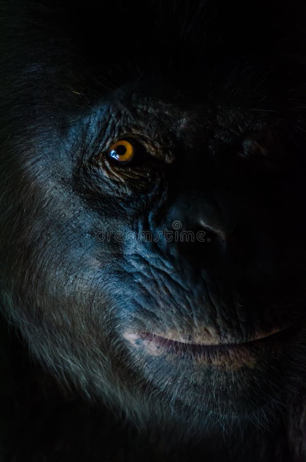 Den mörka closeupståenden av schimpansen eller schimpansen med klok blick på Afi berg borrar ranchen, Nigeria royaltyfri bild Den mörka closeupståenden av schimpansen eller schimpansen med klok blick på Afi berg borrar ranchen, Nigeria royaltyfri bild
