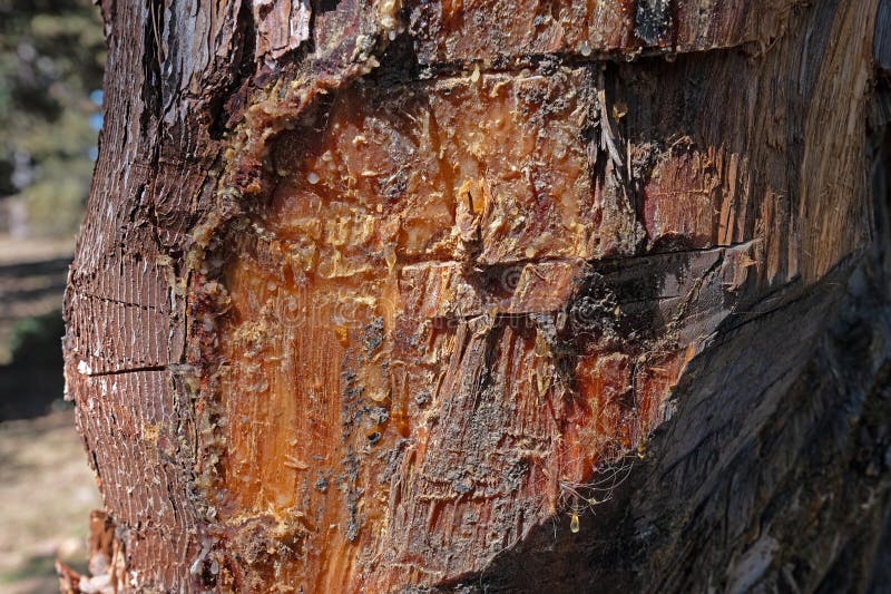 Den naturliga växtexturen av ett brunpinjeträd som skurits i naturen med vita hartsdroppar royaltyfria bilder