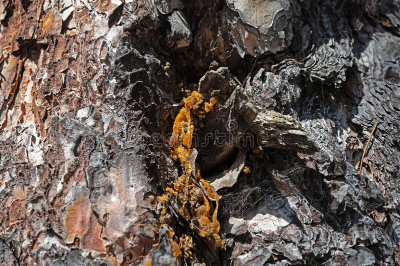 Den naturliga växtexturen av ett brunpinjeträd som skurits i naturen med vita hartsdroppar arkivfoto