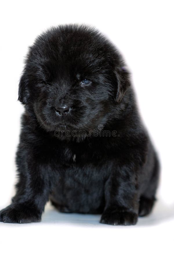 Den Newfoundland valphunden sitter och ser fram arkivfoto Den Newfoundland valphunden sitter och ser fram arkivfoto