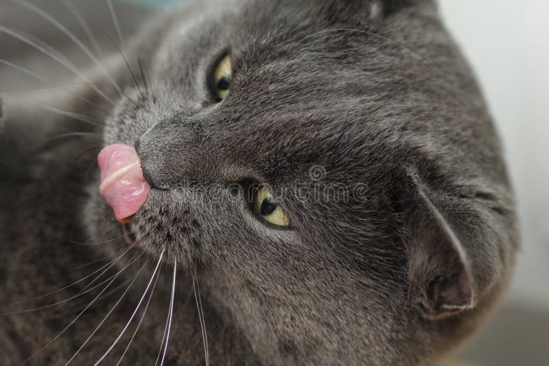 Den nära ståenden av den brittiska shorthairkatten slickar hans kanter royaltyfria bilder Den nära ståenden av den brittiska shorthairkatten slickar hans kanter royaltyfria bilder