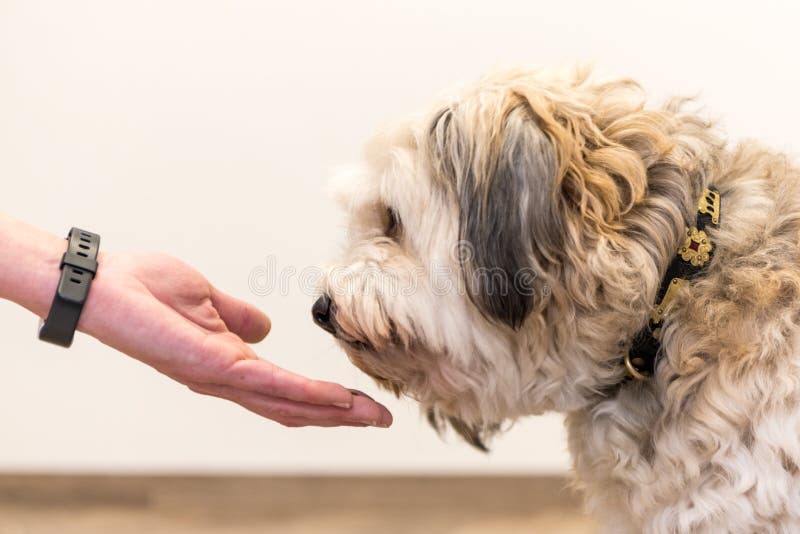 Den nära övre siktsöverkanten av hunden tafsar och den mänskliga handen - kamratskap mellan foten för den stålarrussell terriern royaltyfri bild