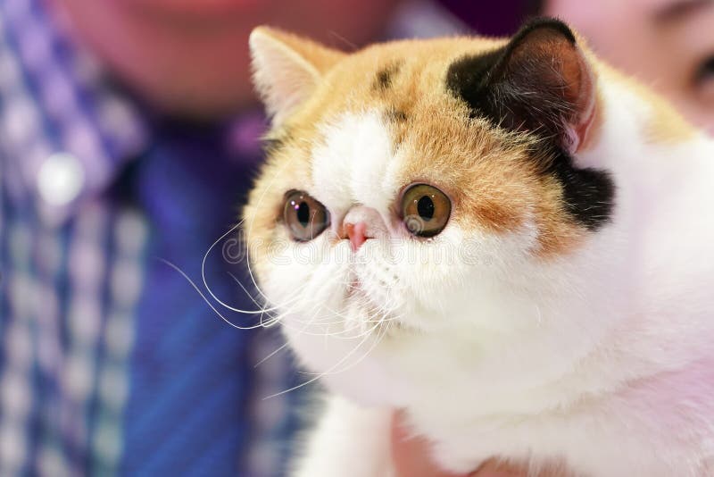 Den nätta korta näsperserkatten för stora ögon med den svarta vita apelsinen för 3 färger royaltyfri foto Den nätta korta näsperserkatten för stora ögon med den svarta vita apelsinen för 3 färger royaltyfri foto